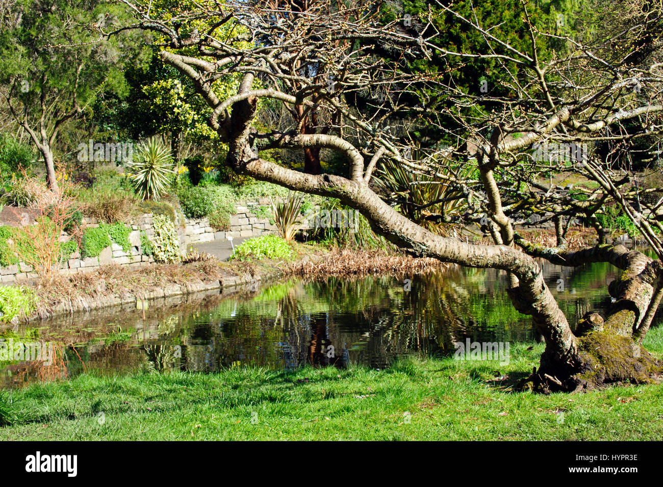 Dublin, Irlande - 15 mars, 2017 : Beau paysage au printemps dans les jardins botaniques nationaux le 15 mars 2017 à Dublin Banque D'Images