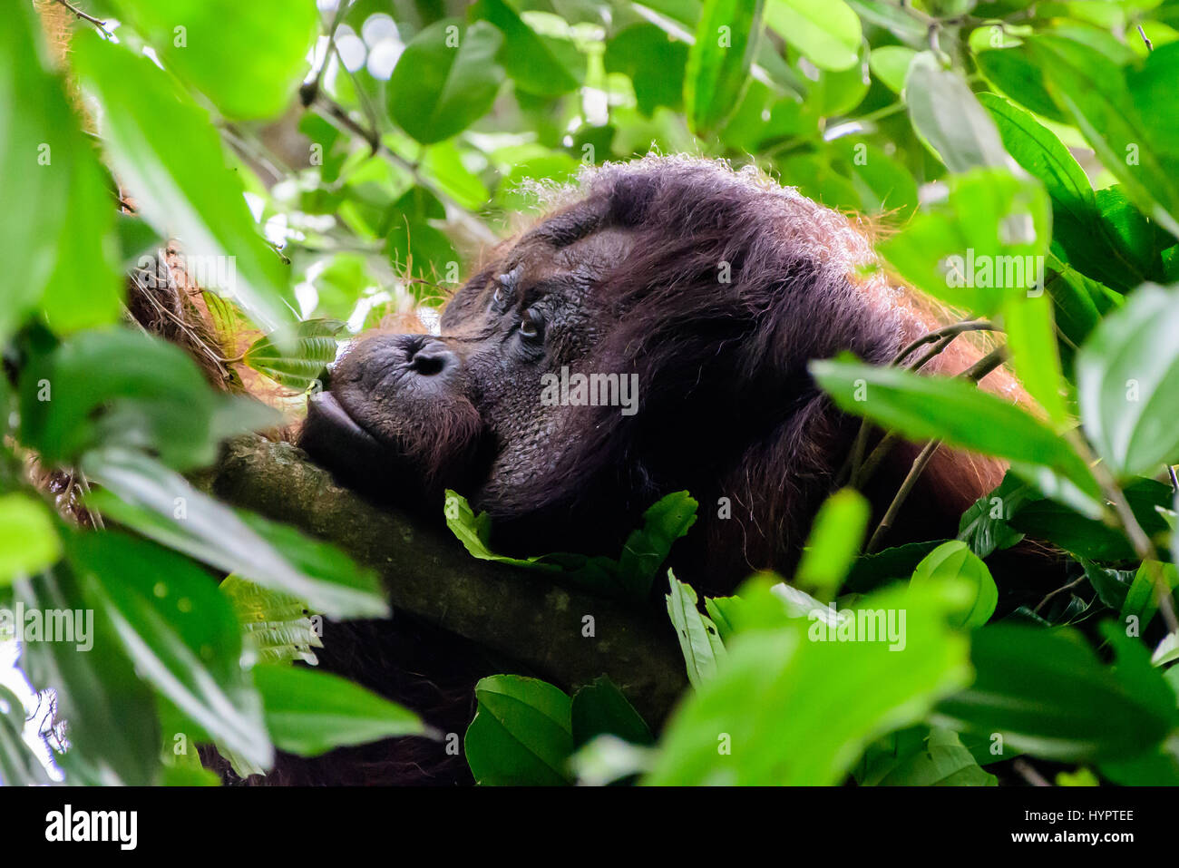Visage d'un homme dans la forêt tropicale de l'orang-outan bride Banque D'Images