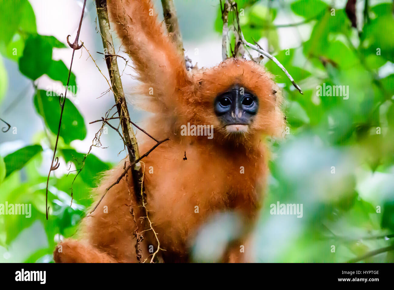 Gros plan du visage d'un leaf monkey Banque D'Images