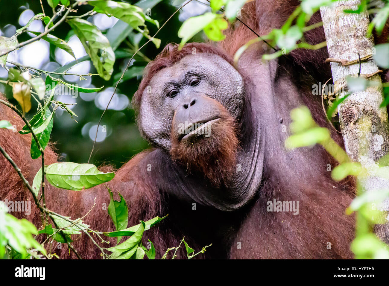 L'orang-outan bride mâle curieux Banque D'Images