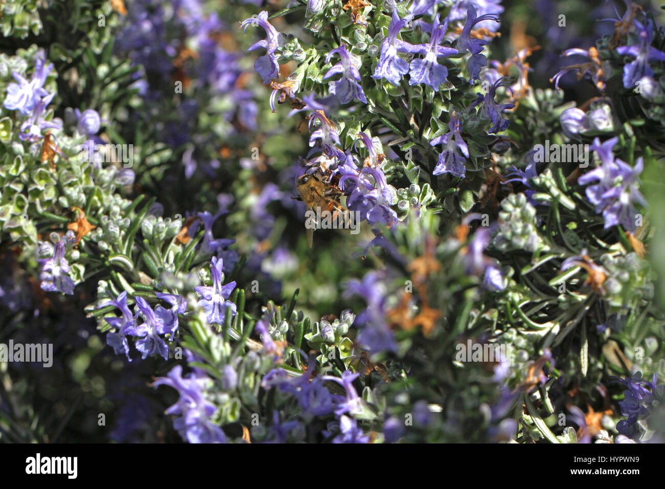 Nom latin de l'abeille Apis mellifera la collecte du pollen sur une fleur de romarin rosmarinus officinalis au printemps en Italie Banque D'Images