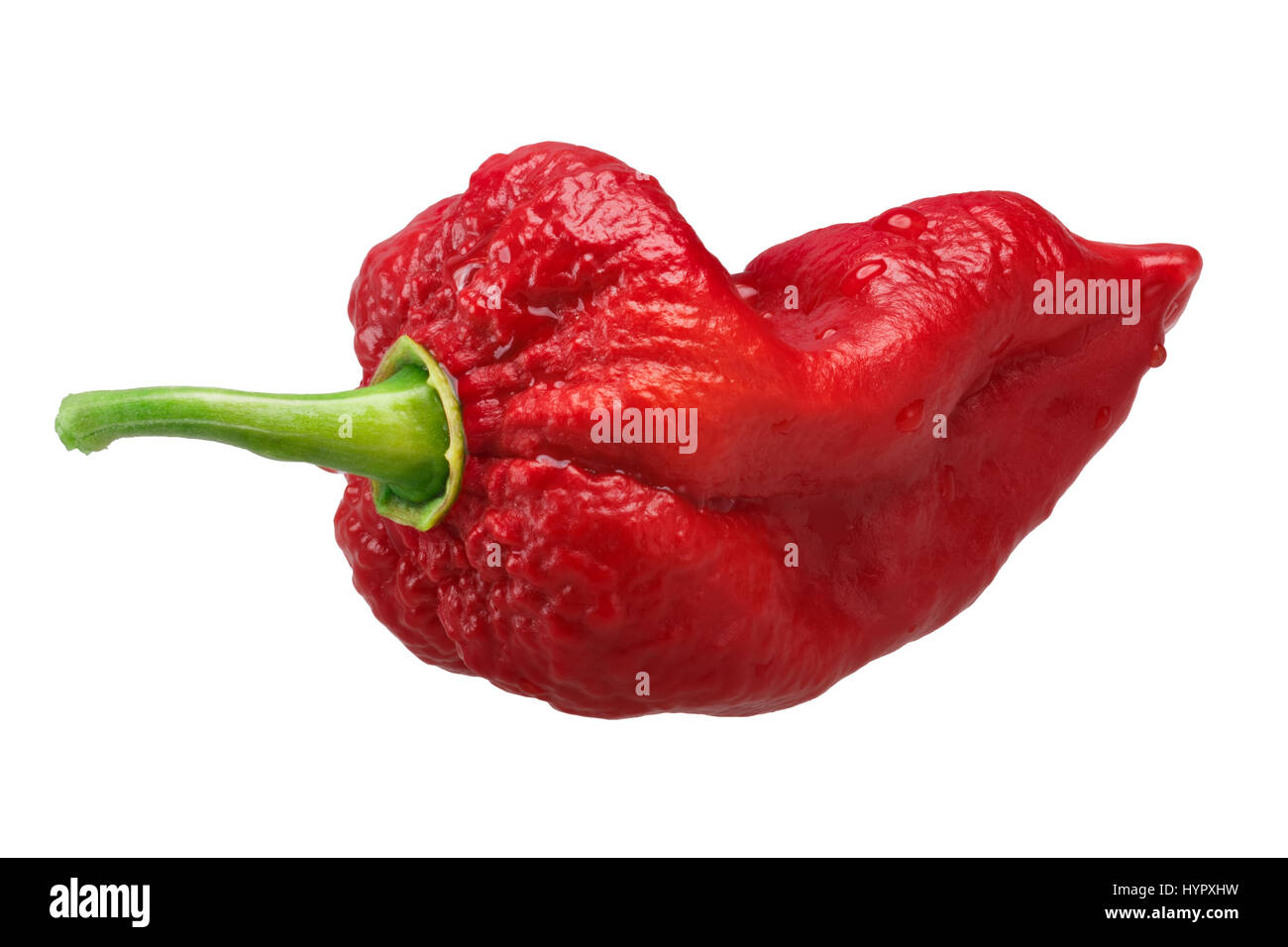 Piment Bhut Jolokia ghost (Capsicum frutescens x hybride Capsicum chinense). Chemins de détourage, shadowless Banque D'Images