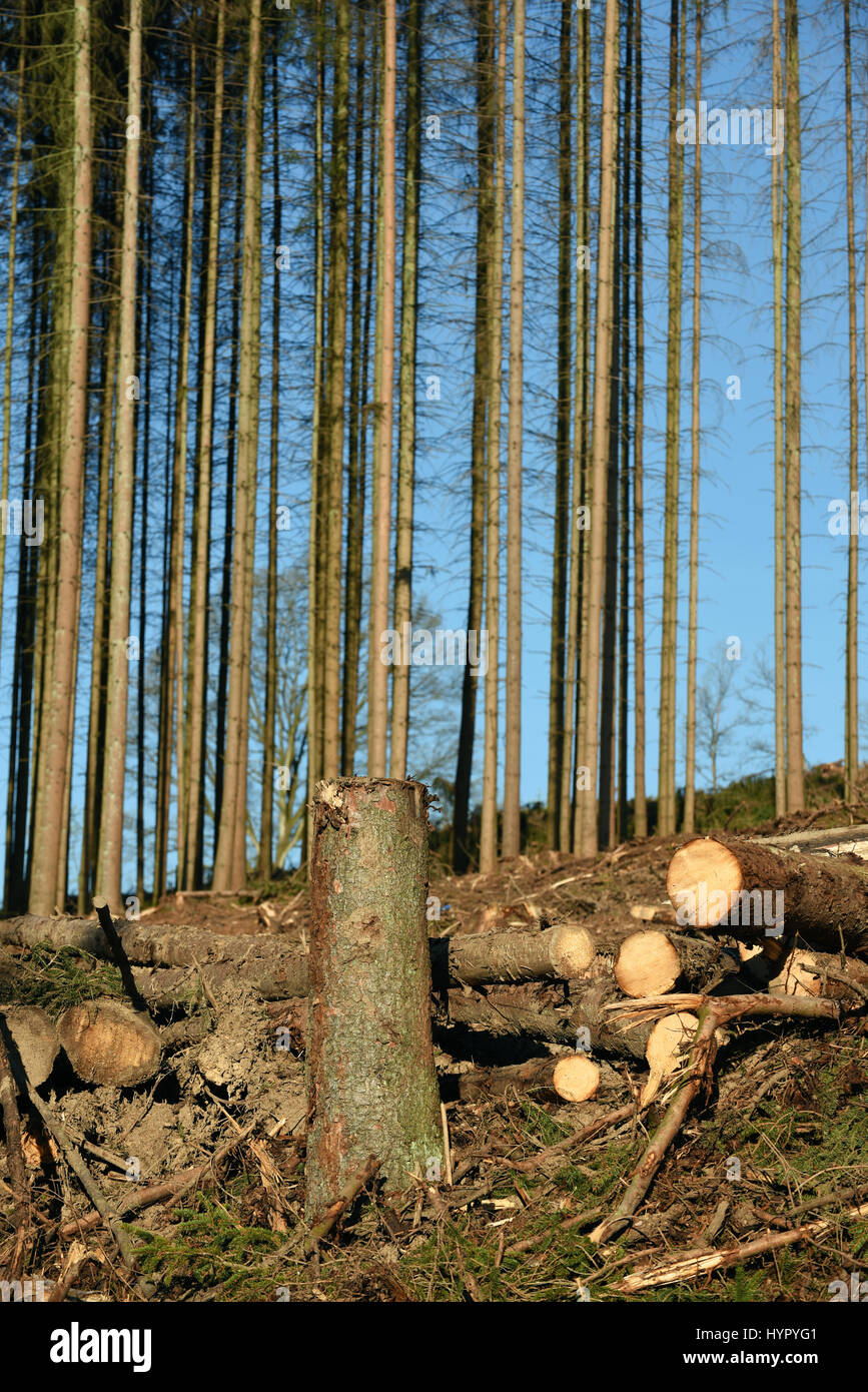 Effacer la zone abattus après la récolte d'une forêt de pins Banque D'Images