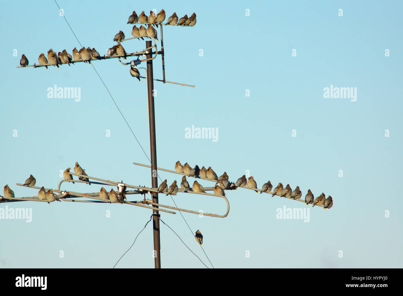 De nombreux petits oiseaux assis sur des fils dans l'air hivernal Banque D'Images
