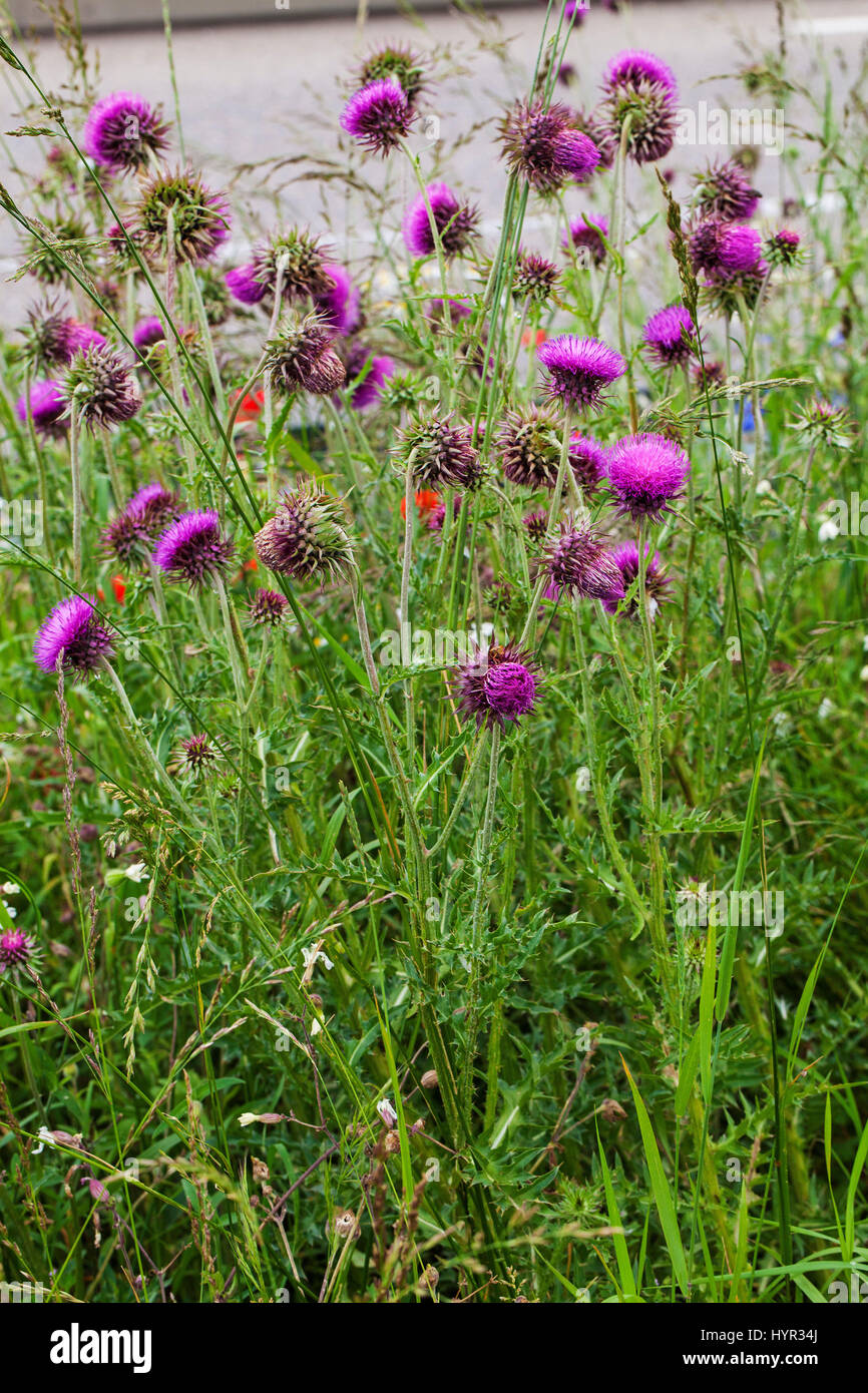 Musk thistle Carduus nutans Parc Naturel Régional du Vercors France Banque D'Images