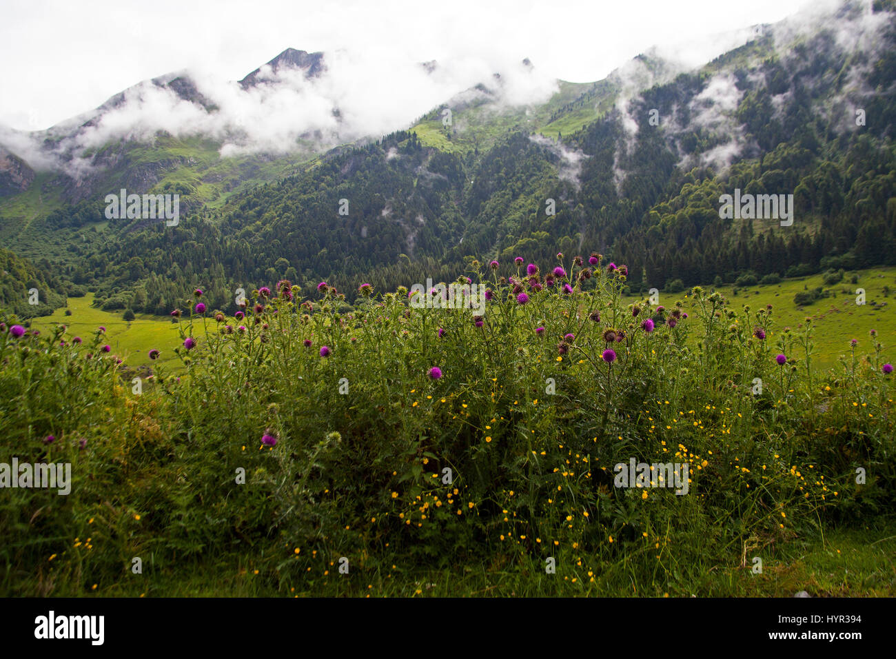 Musk thistle Carduus nutans avec les montagnes au loin près de l'Barrage du Tech France Parc National des Pyrénées Banque D'Images