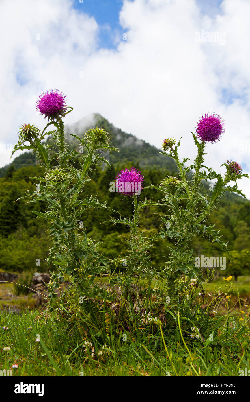 Musk thistle Carduus nutans avec les montagnes au loin près de l'Barrage du Tech France Parc National des Pyrénées Banque D'Images