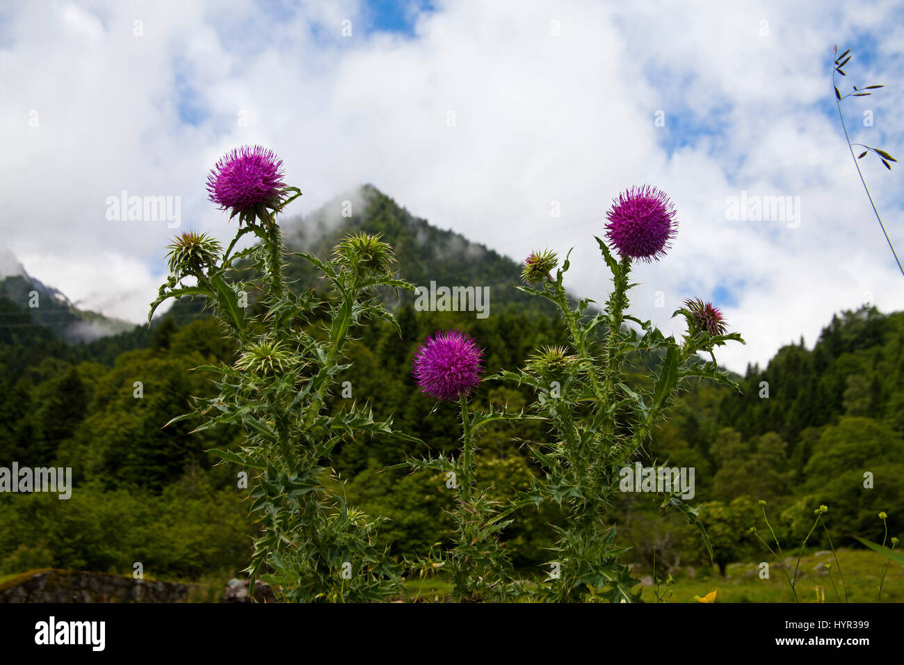 Musk thistle Carduus nutans avec les montagnes au loin près de l'Barrage du Tech France Parc National des Pyrénées Banque D'Images