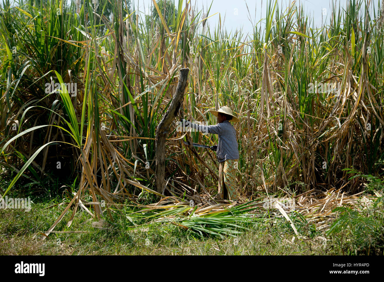 Myanmar (Birmanie). Lac Inle. La femme ferme la récolte de la canne à sucre. Banque D'Images