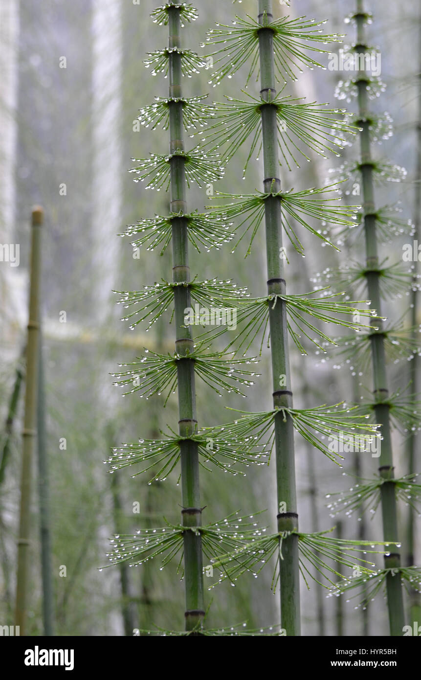 La queue de jument verte plantes croissant dans un bosquet avec gouttes de rosée. Banque D'Images