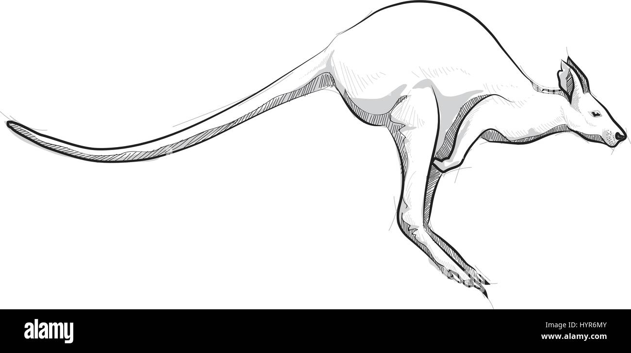 Croquis Dessin Vectoriel Illustration Kangourou Sautant Image Vectorielle Stock Alamy