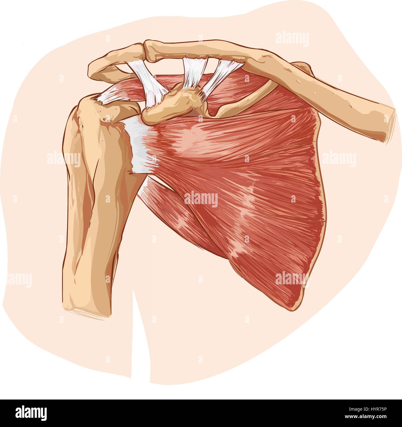 Fond blanc vector illustration d'une anatomie de l'épaule Illustration de Vecteur