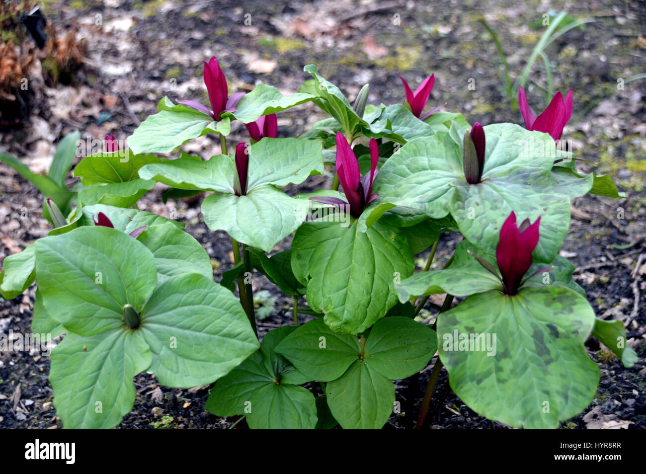 Un bouquet de violettes géant Wakerobin (Trillium kurabayashii) dans une frontière à RHS Garden Harlow Carr, Harrogate, Yorkshire. Banque D'Images