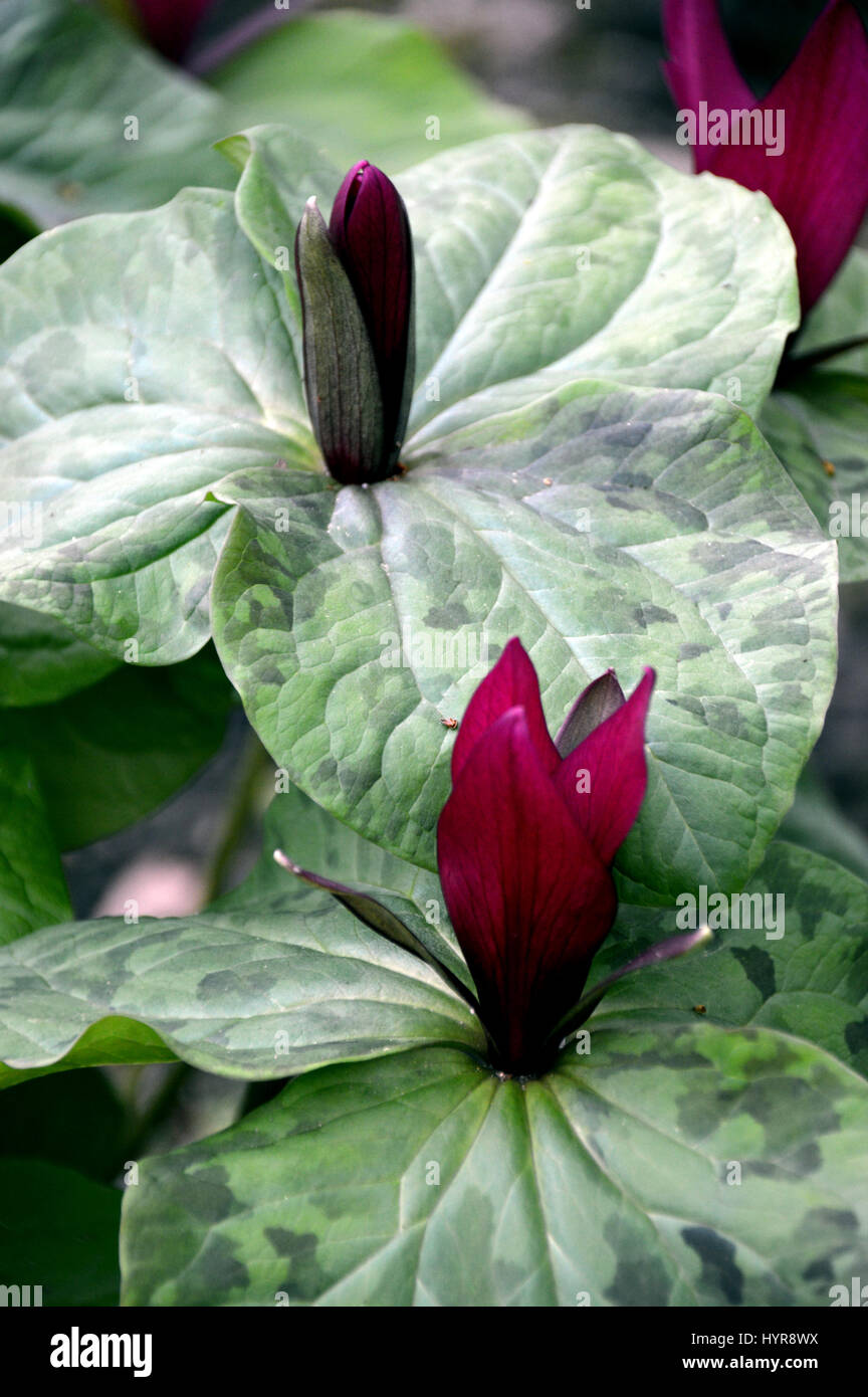 Un bouquet de violettes géant Wakerobin (Trillium kurabayashii) dans une frontière à RHS Garden Harlow Carr, Harrogate, Yorkshire. Banque D'Images