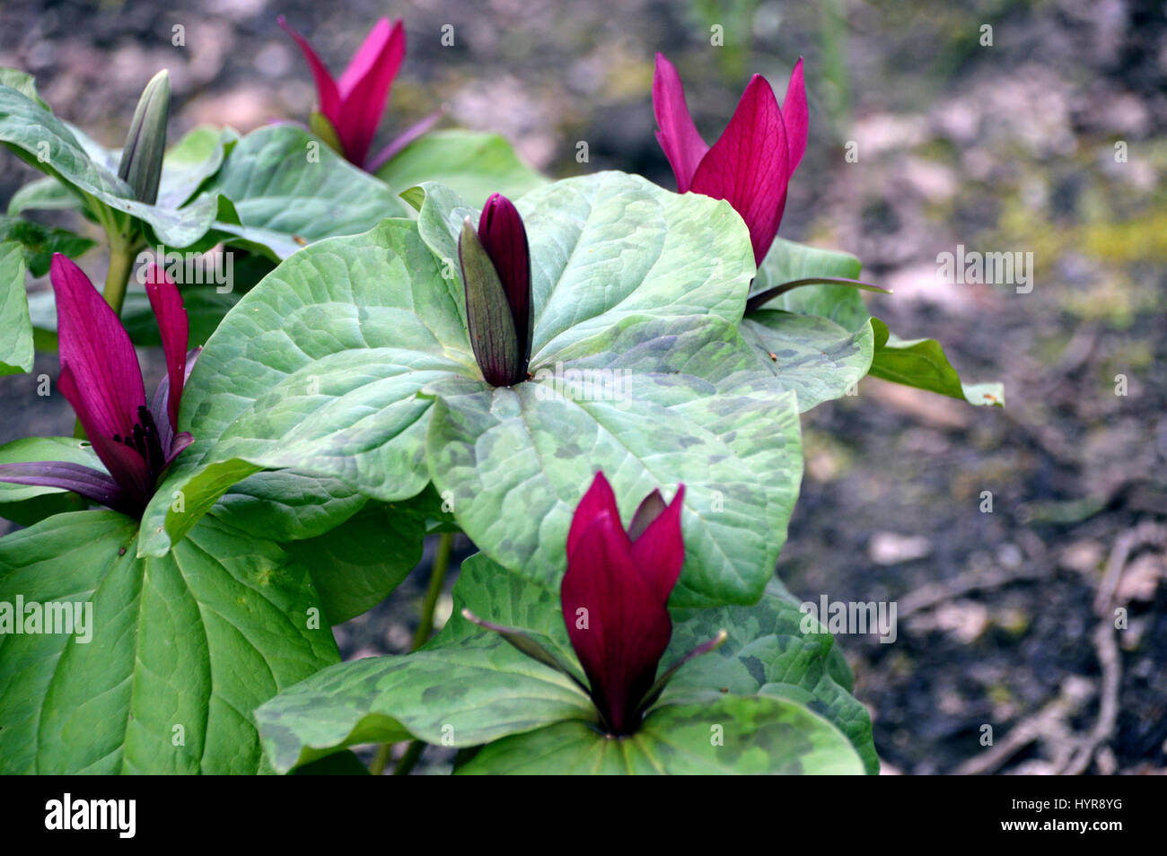 Un bouquet de violettes géant Wakerobin (Trillium kurabayashii) dans une frontière à RHS Garden Harlow Carr, Harrogate, Yorkshire. Banque D'Images