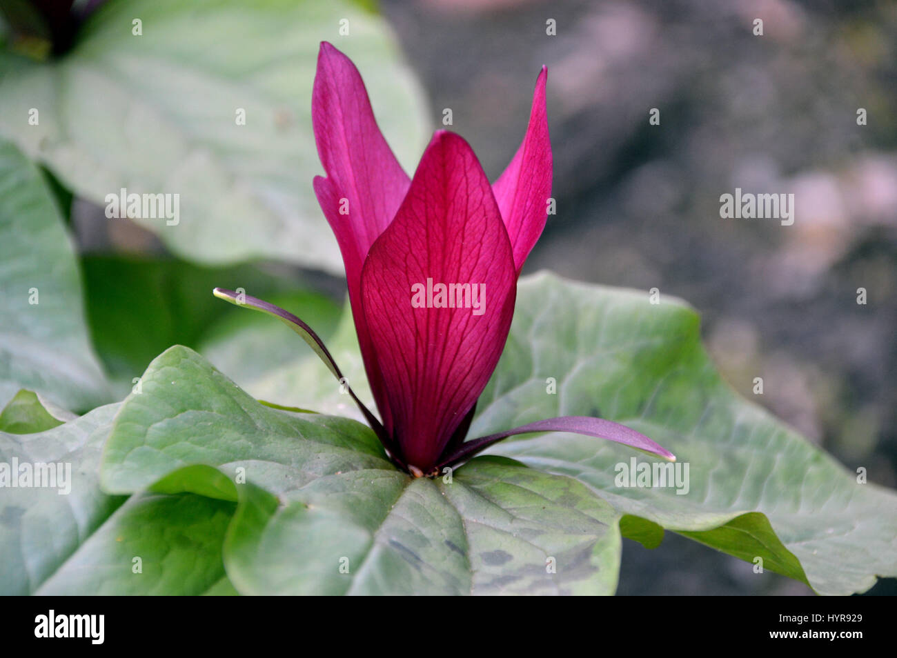Close up of a Single Violet géant Wakerobin (Trillium kurabayashii) dans une frontière à RHS Garden Harlow Carr, Harrogate, Yorkshire. Banque D'Images