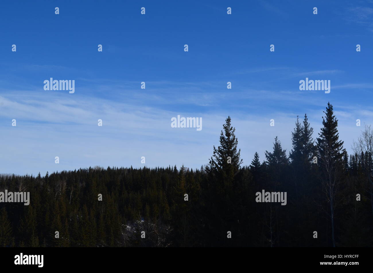 Bleu du ciel en contraste de collines et de pins. Banque D'Images