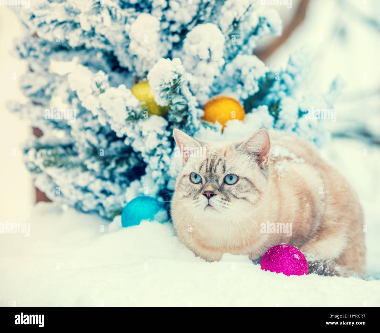 Cat sitting in snow près de sapin de Noël Décoration Banque D'Images