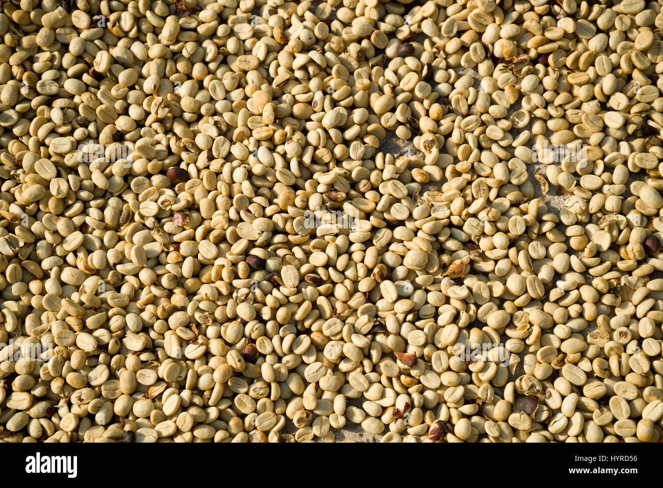 'Green' café en grains séchant au soleil, avant de la faire rôtir. Banque D'Images
