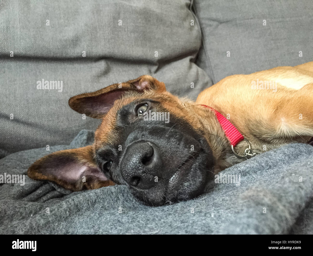 Image drôle de berger belge Malinois, chiot, reposant à l'intérieur Banque D'Images