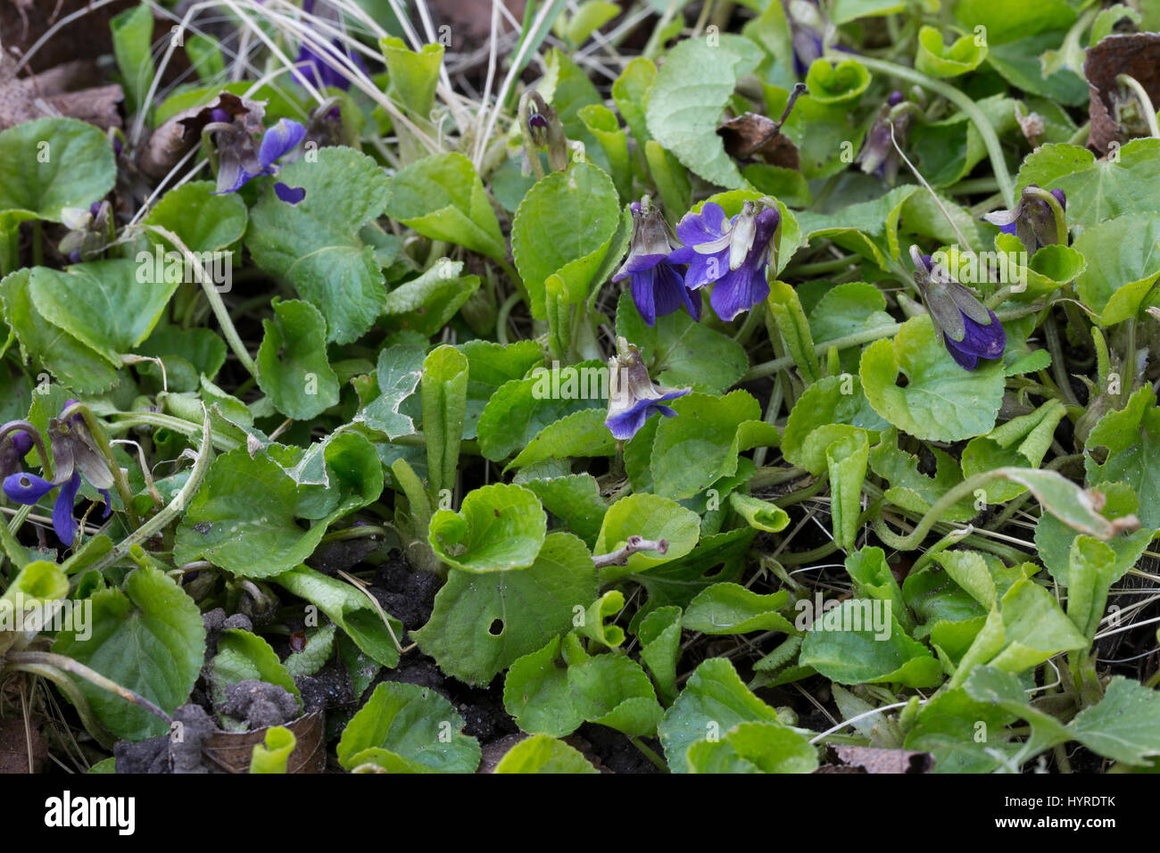 Violet de jardin Banque de photographies et d'images à haute résolution -  Alamy