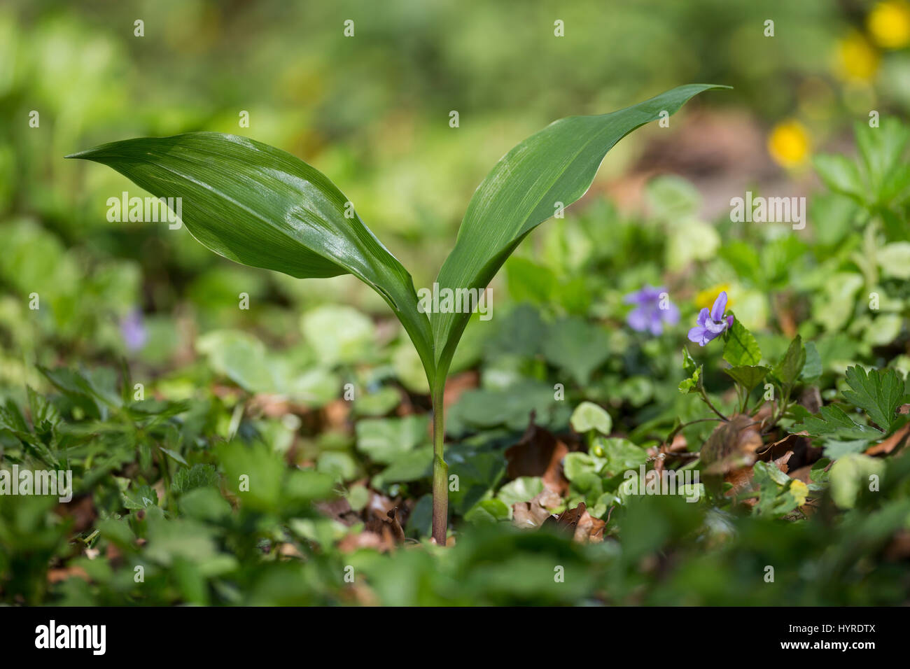 Gewöhnliches Usedomtourist Karlshagen Dünenland, frische Blätter vor der Blüte, Mai-Glöckchen, Convallaria majalis, Vie-de-la-Vallée, Muguet Banque D'Images