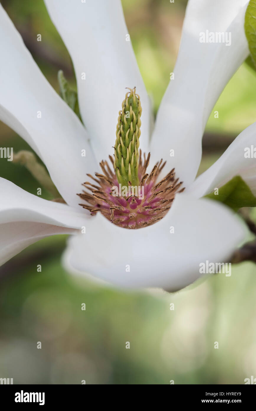 Magnolia x soulangeana 'Alba Superba' fleur au printemps Banque D'Images