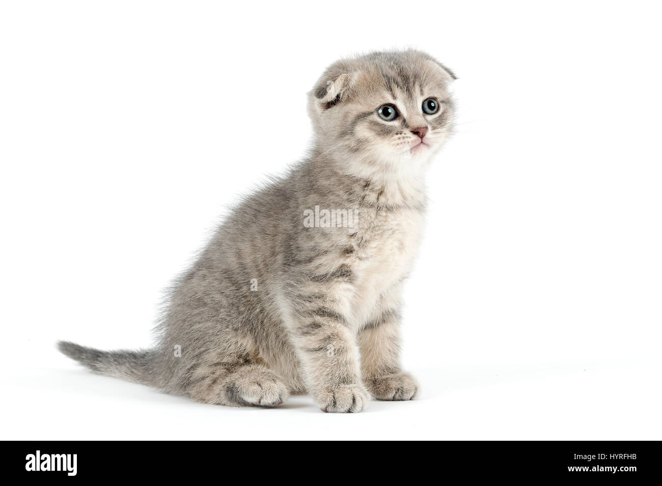 Scottish Fold, Scottish Fold (Felis silvestris catus), chaton, l'âge de 6 semaines, de couleur bleu tabby Banque D'Images Scottish Fold, Scottish Fold (Felis silvestris catus), chaton, l'âge de 6 semaines, de couleur bleu tabby Banque D'Images