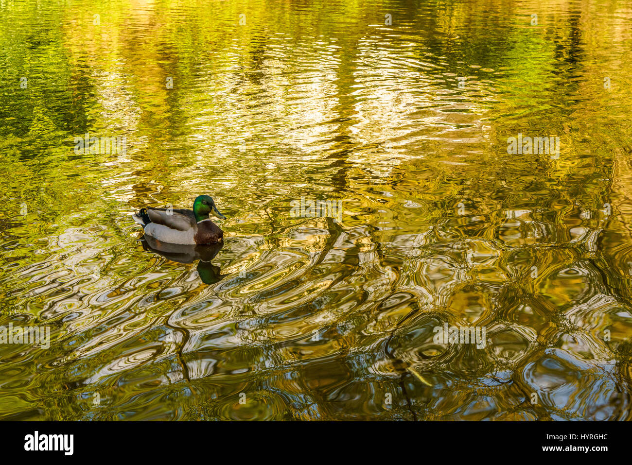 Un seul doucement Canard flottant sur un étang Banque D'Images