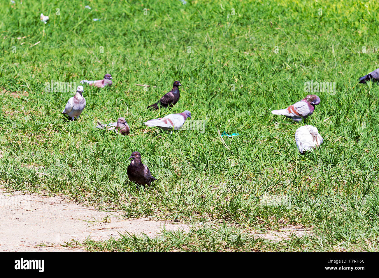 Les pigeons recherche de nourriture on meadow Banque D'Images