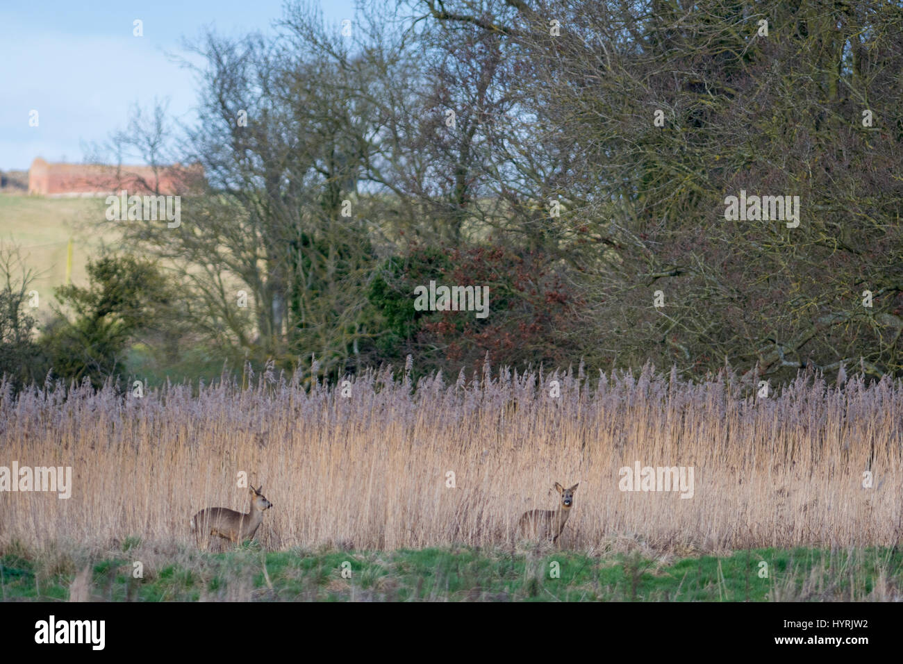 Le Chevreuil Capreolus capreolus dans Vallée Wensum Mars Norfolk Banque D'Images