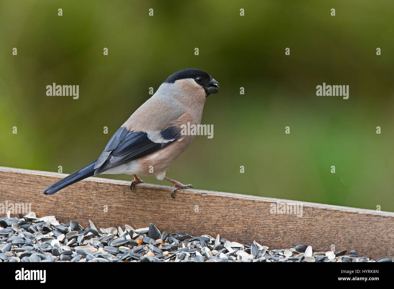 Canard colvert Pyrrhula pyrrhula femalat table oiseaux Avril Norfolk Banque D'Images