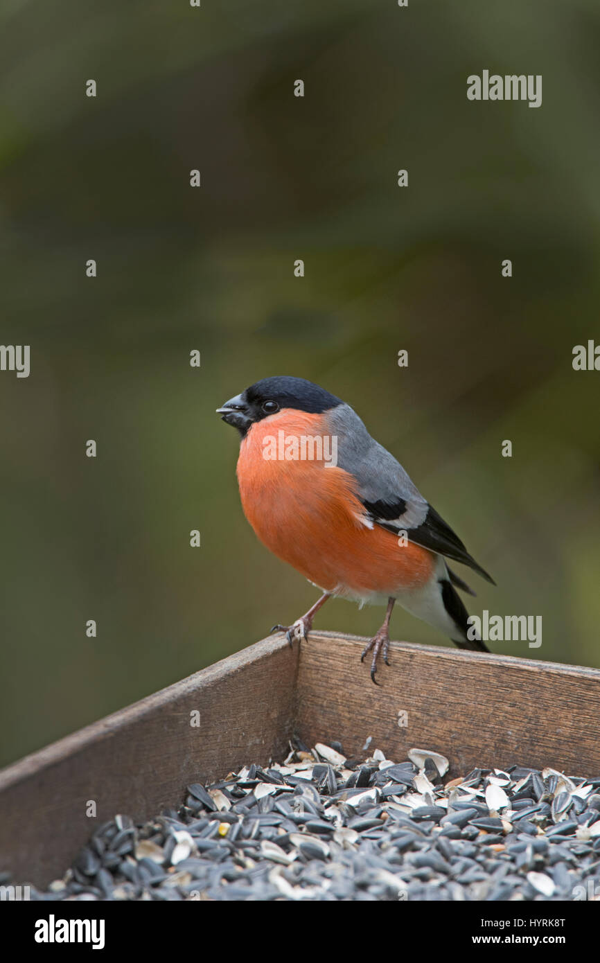 Canard colvert Pyrrhula pyrrhula homme à table d'oiseaux Avril Norfolk Banque D'Images
