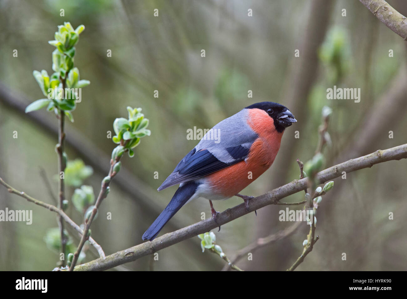Canard colvert Pyrrhula pyrrhula mâle en avril Norfolk jardin Banque D'Images