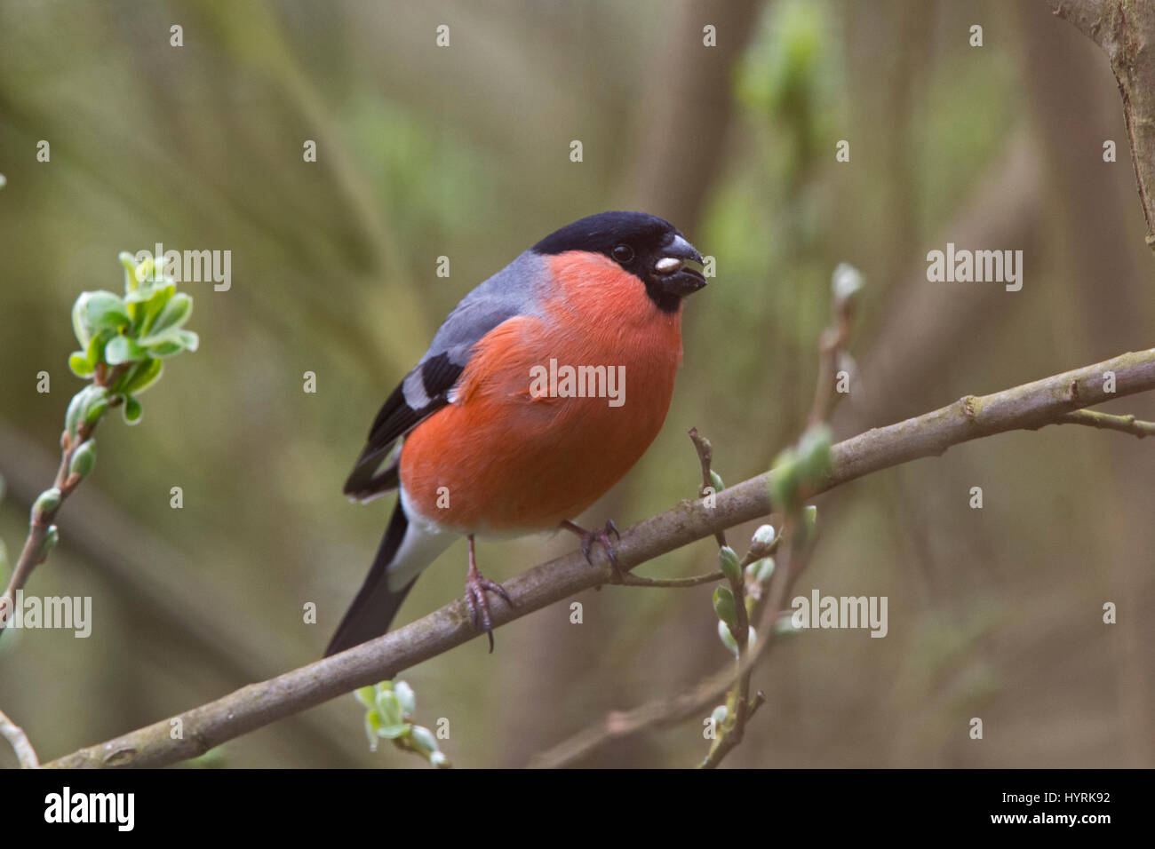 Canard colvert Pyrrhula pyrrhula mâle en avril Norfolk jardin Banque D'Images