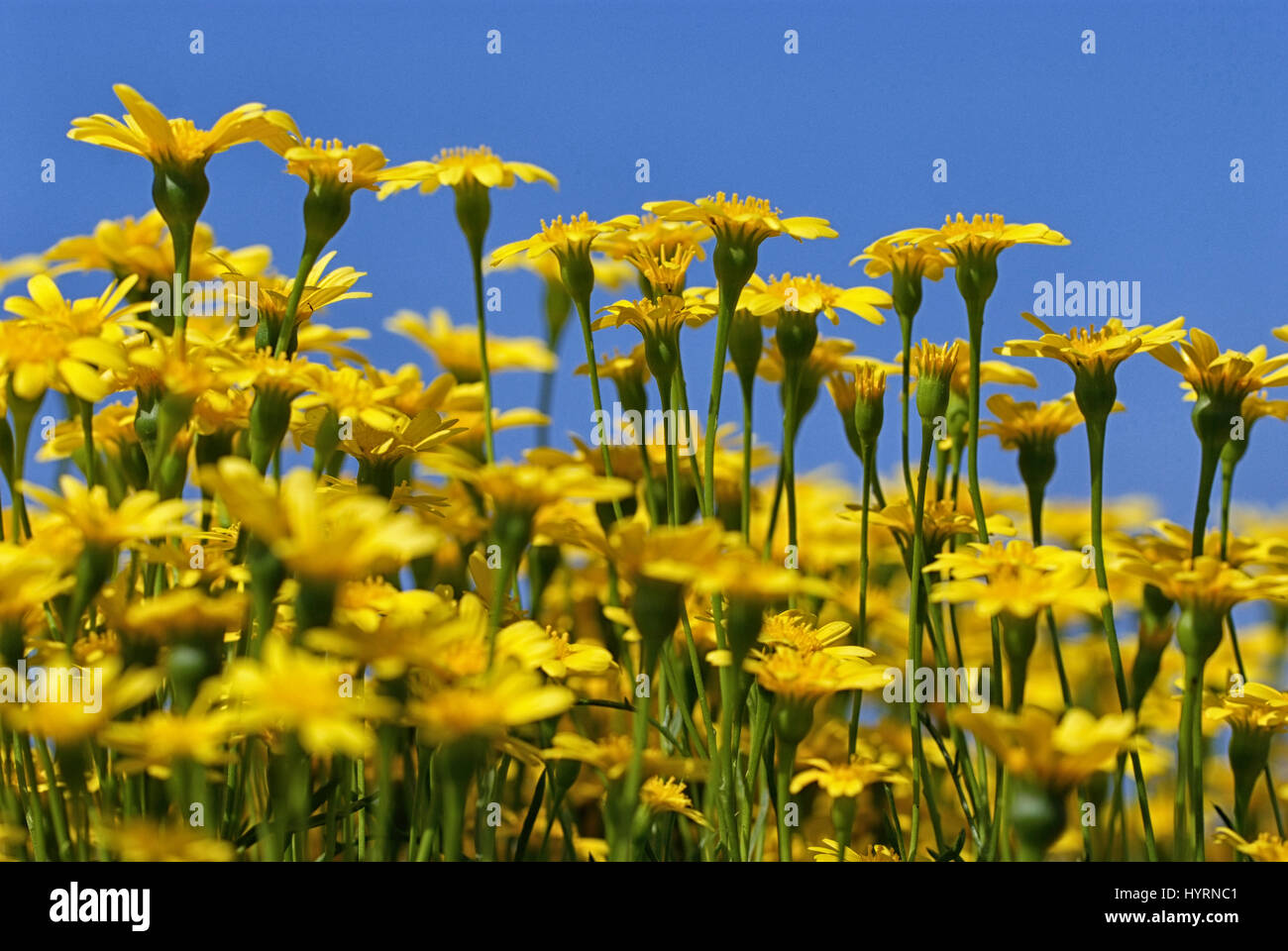 Pissenlits jaunes sur fond de ciel bleu Banque D'Images