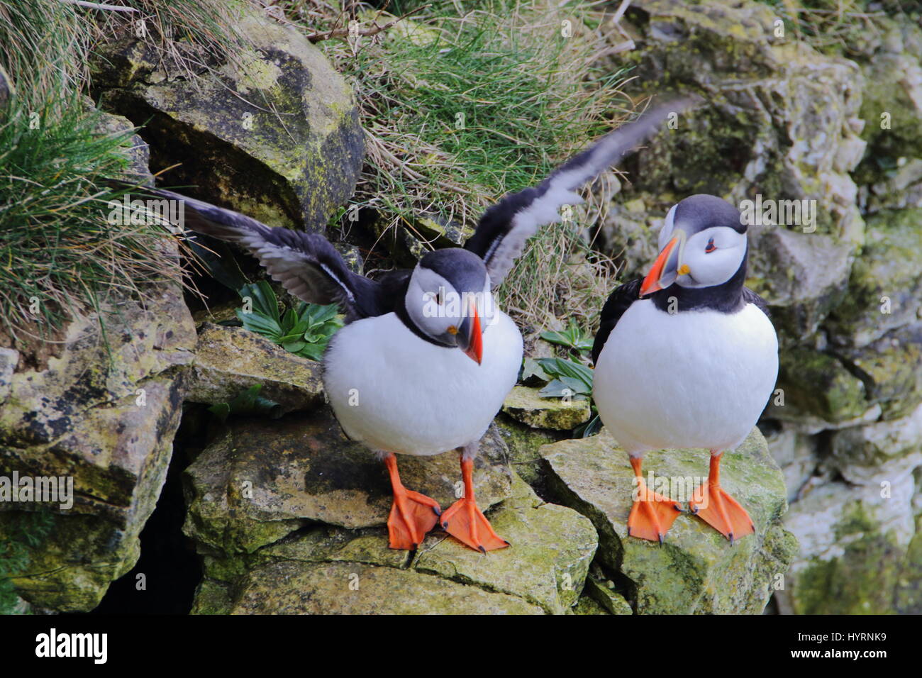 Ce que tu fais ? Les macareux à Bempton Cliffs Banque D'Images