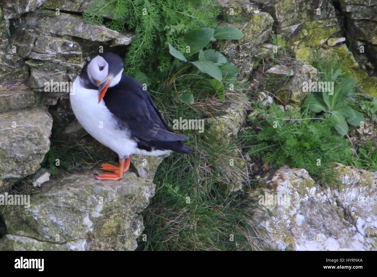 Un peu en arrière ! Macareux moine, Fratercula arctica, sur les falaises de Bempton Cliffs ; UK Banque D'Images