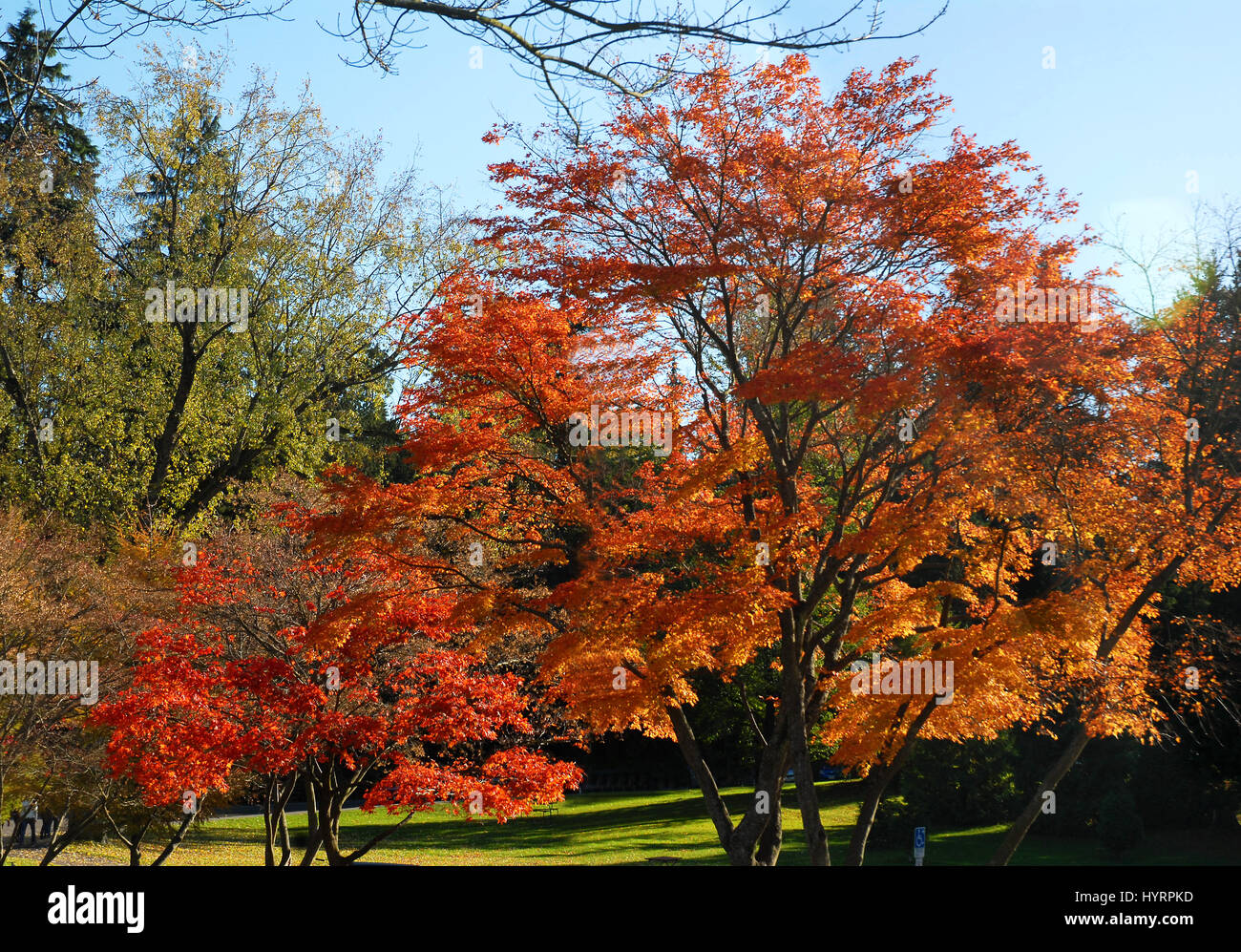 Automne Banque D'Images