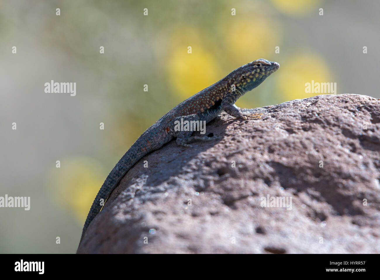 Du côté ouest de l'homme-lézard tacheté, (Uta stansburiana elegans), Black Mountain, Imperial co., Californie, USA. Banque D'Images