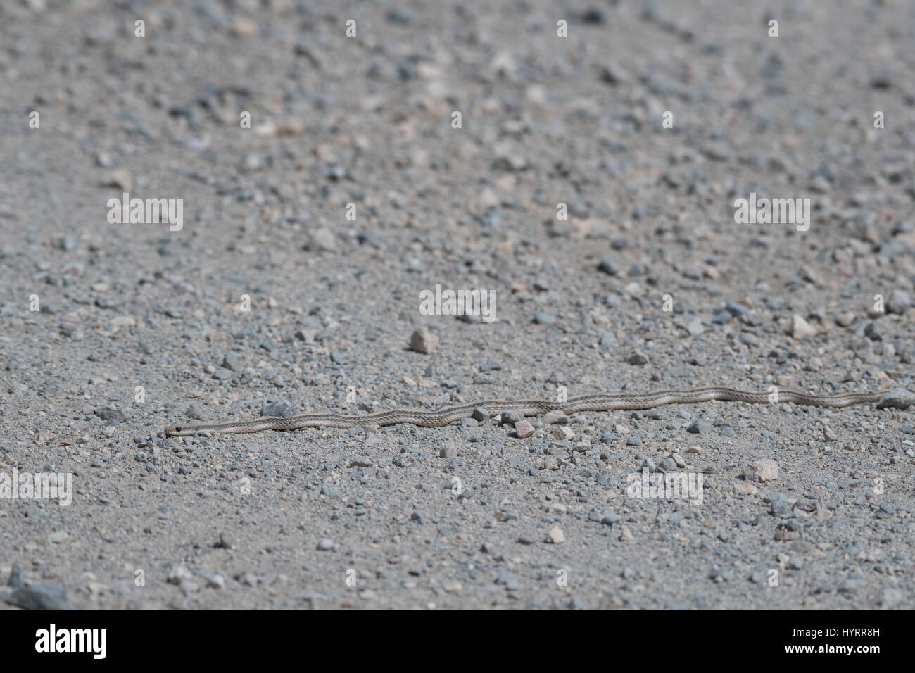 Patch du désert couleuvre (hexalepis hexalepis Salvadora), Black Mountain, Imperial co., Californie, USA. Banque D'Images