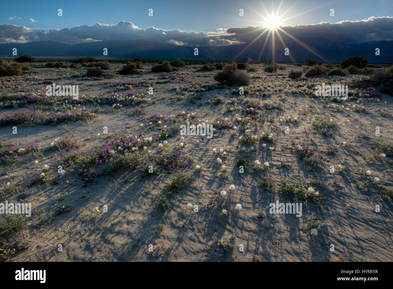 Dune, onagre (Oenothera deltoides), Désert de sable et de la verveine, (Abronia villosa). Vieux Springs Espace Ouvert Préserver, San Diego, Californie. co. Banque D'Images