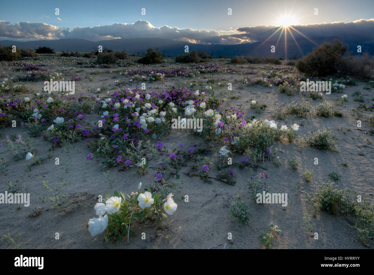 Dune, onagre (Oenothera deltoides), Désert de sable et de la verveine, (Abronia villosa). Vieux Springs Espace Ouvert Préserver, San Diego, Californie. co. Banque D'Images