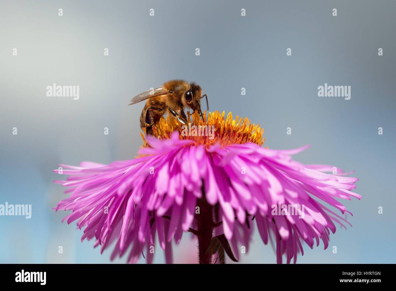 Seule abeille sur fleur. Banque D'Images