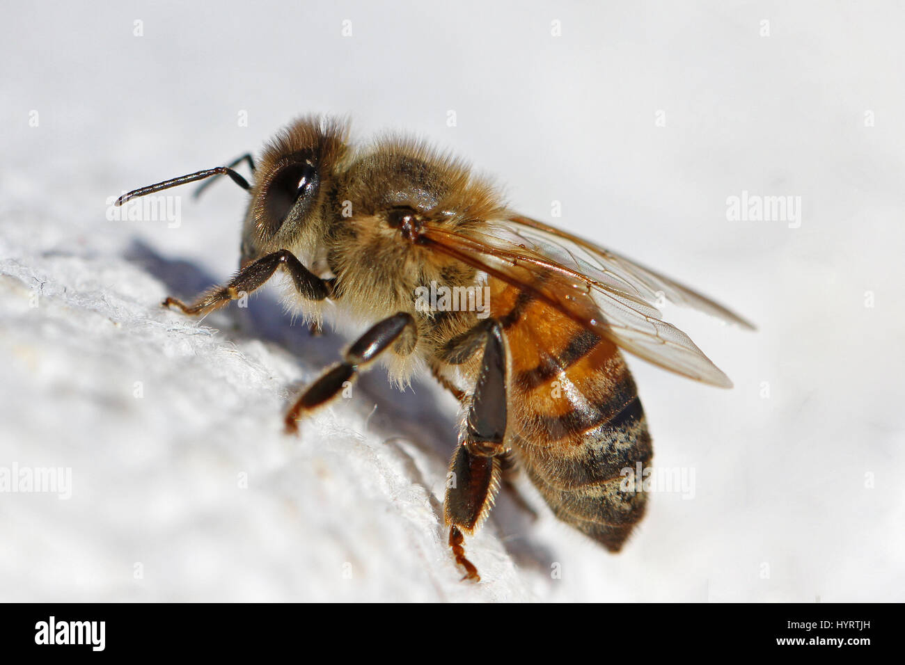 Abeille à miel ou abeille ouvrière extreme close up l'Apis mellifera de ramper sur un linge blanc en Italie au printemps Banque D'Images