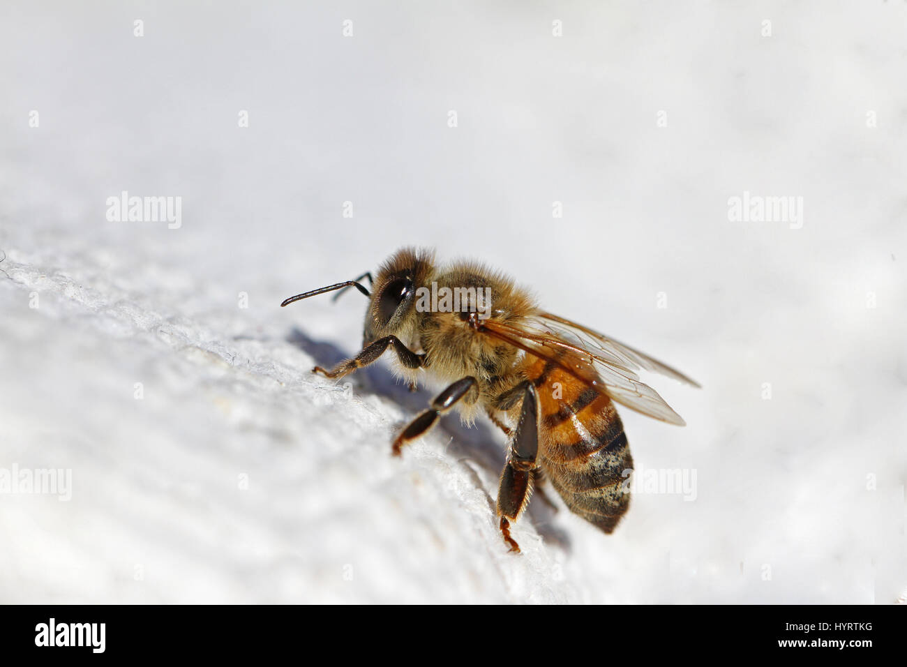Abeille à miel ou abeille ouvrière extreme close up l'Apis mellifera de ramper sur un linge blanc en Italie au printemps Banque D'Images