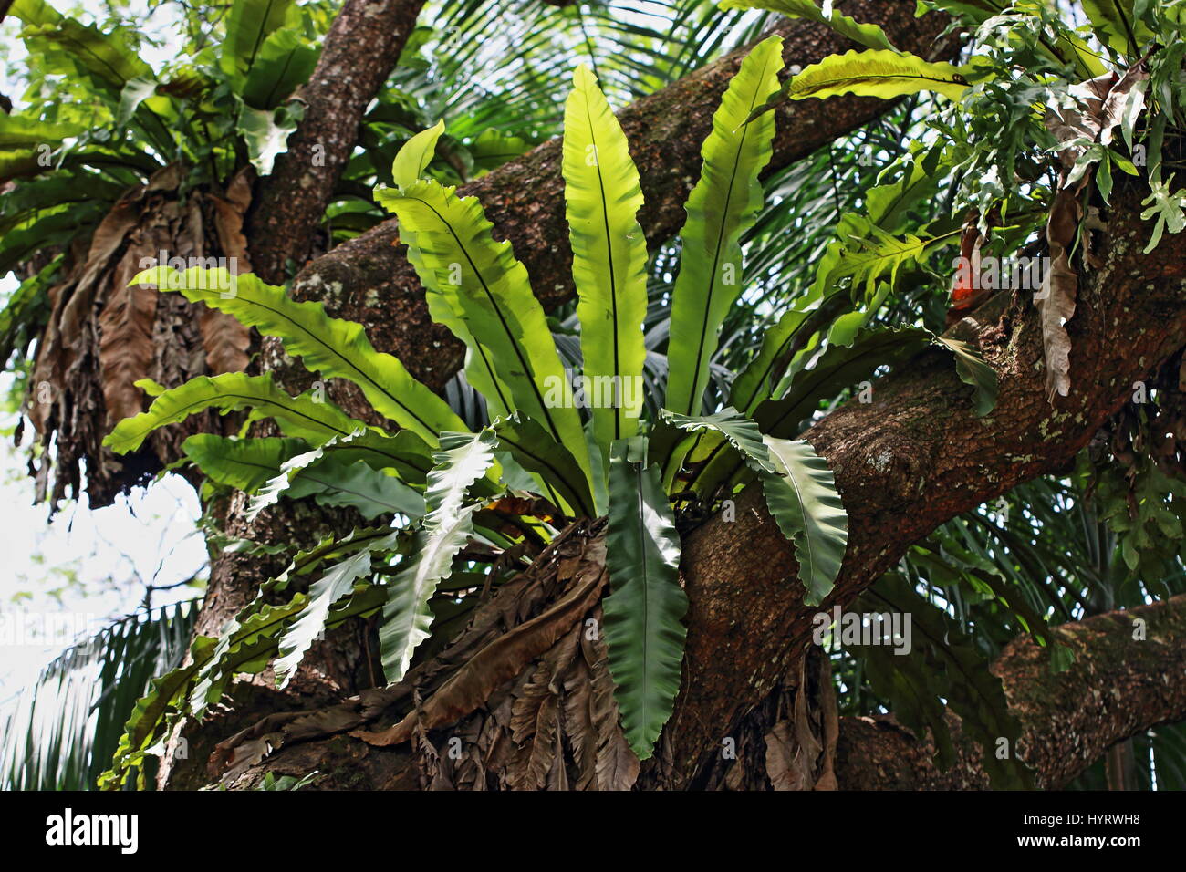 Bird's Nest fougères poussant sur un tronc d'arbre dans la jungle canopy Banque D'Images