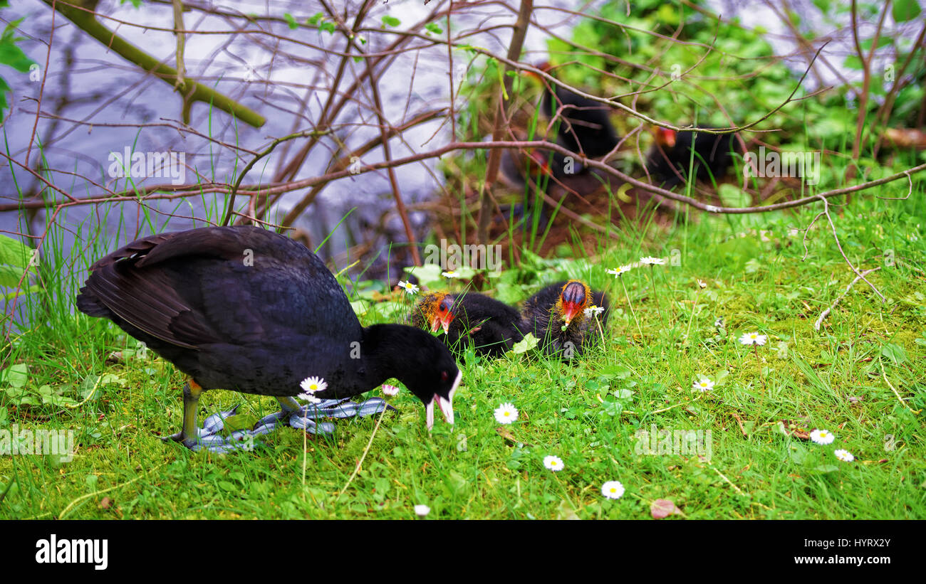 Foulque Doiseaux Deau à Plumage Noir Et Blanc Bec Et Les