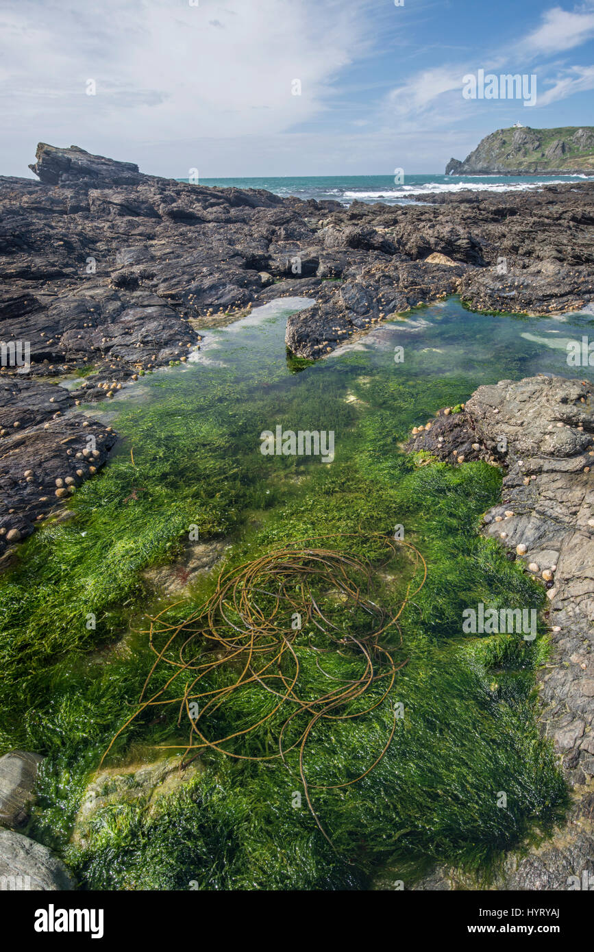 Himanthalia elongata, Thongweed : rock en piscine. Prawle Point, Devon, Angleterre Banque D'Images