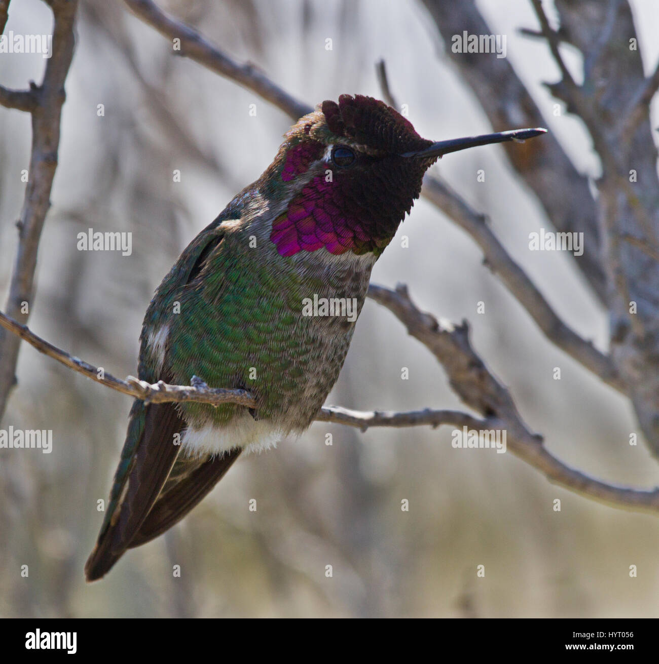 Près d'un homme de l'image Anna's Hummingbird (Calypte anna) perché sur une branche. Banque D'Images